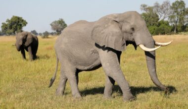 Why are conservationists alarmed about Botswana’s biggest elephant hunt? | Wildlife News