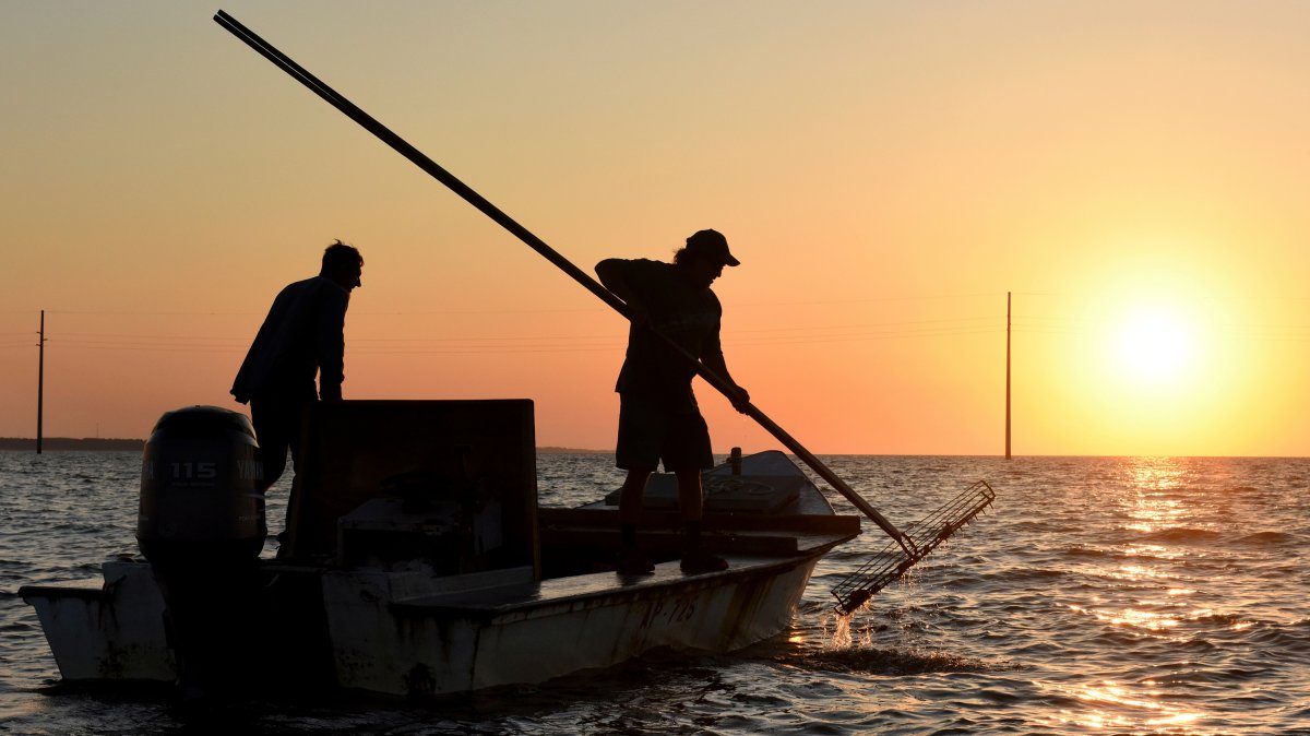Ocean warming linked to massive shellfish losses in Japan