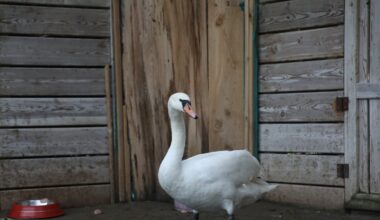 Migratory swan collapses, receives care in northern Türkiye