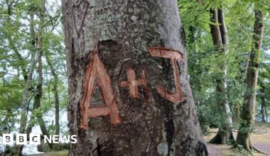 Lake District tree carving 'causes lasting harm'