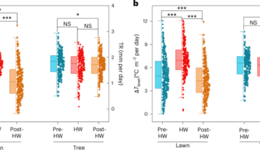 Observed evaporative cooling of urban trees and lawns during heatwaves
