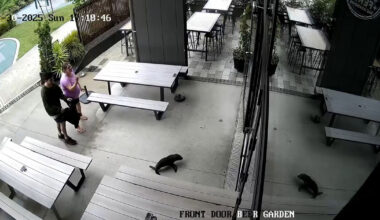 Baby seal waddles into bar in New Zealand