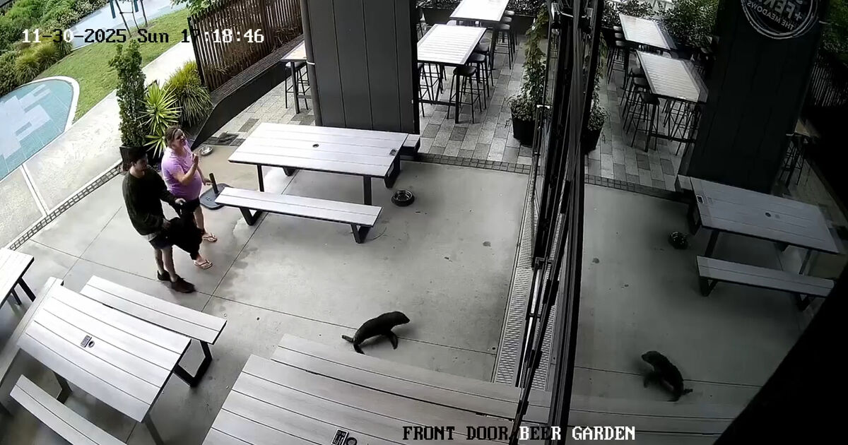 Baby seal waddles into bar in New Zealand