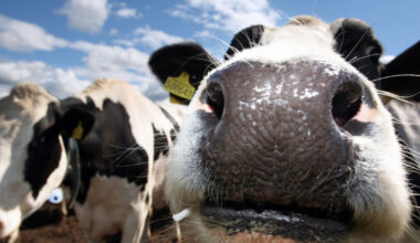 Man charged after gardaí recover cattle stolen from West Cork farm