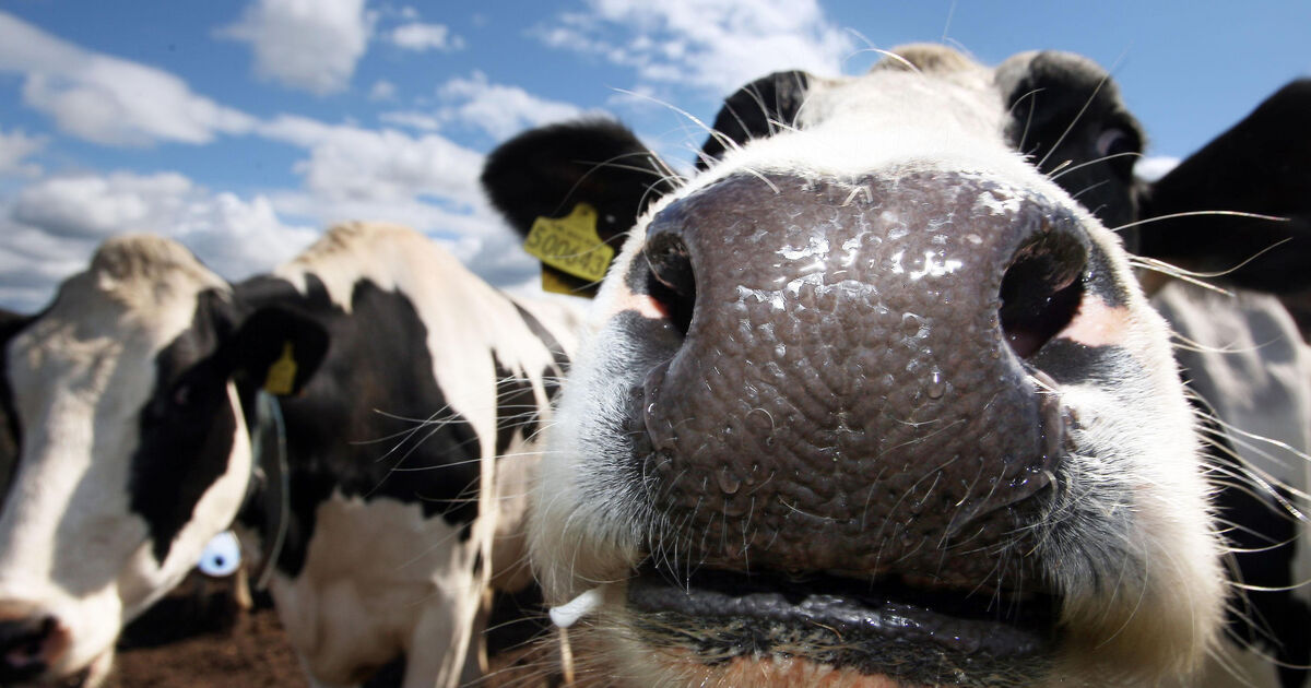 Man charged after gardaí recover cattle stolen from West Cork farm