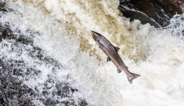 Helping wild Atlantic salmon overcome man-made obstacles