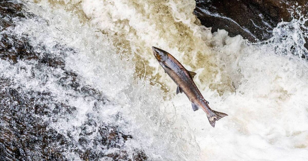 Helping wild Atlantic salmon overcome man-made obstacles