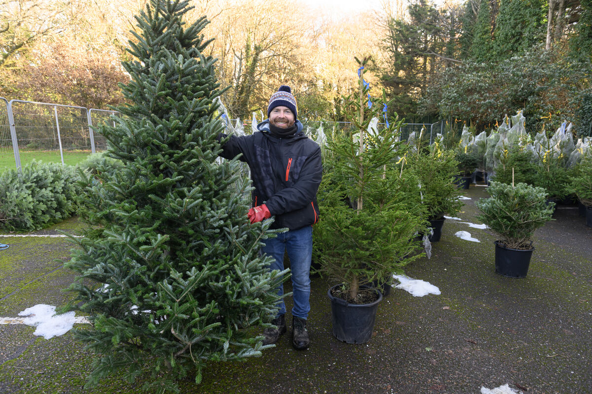  Colm Crowley who runs a Christmas business selling Christmas trees at Mahon Industrial Park Cork. - Picture Dan Linehan
