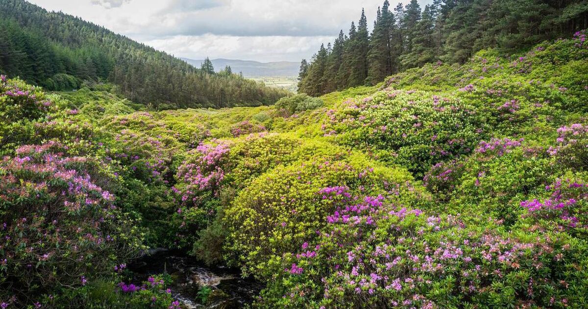 Habitats report a stark contrast to nitrates decision