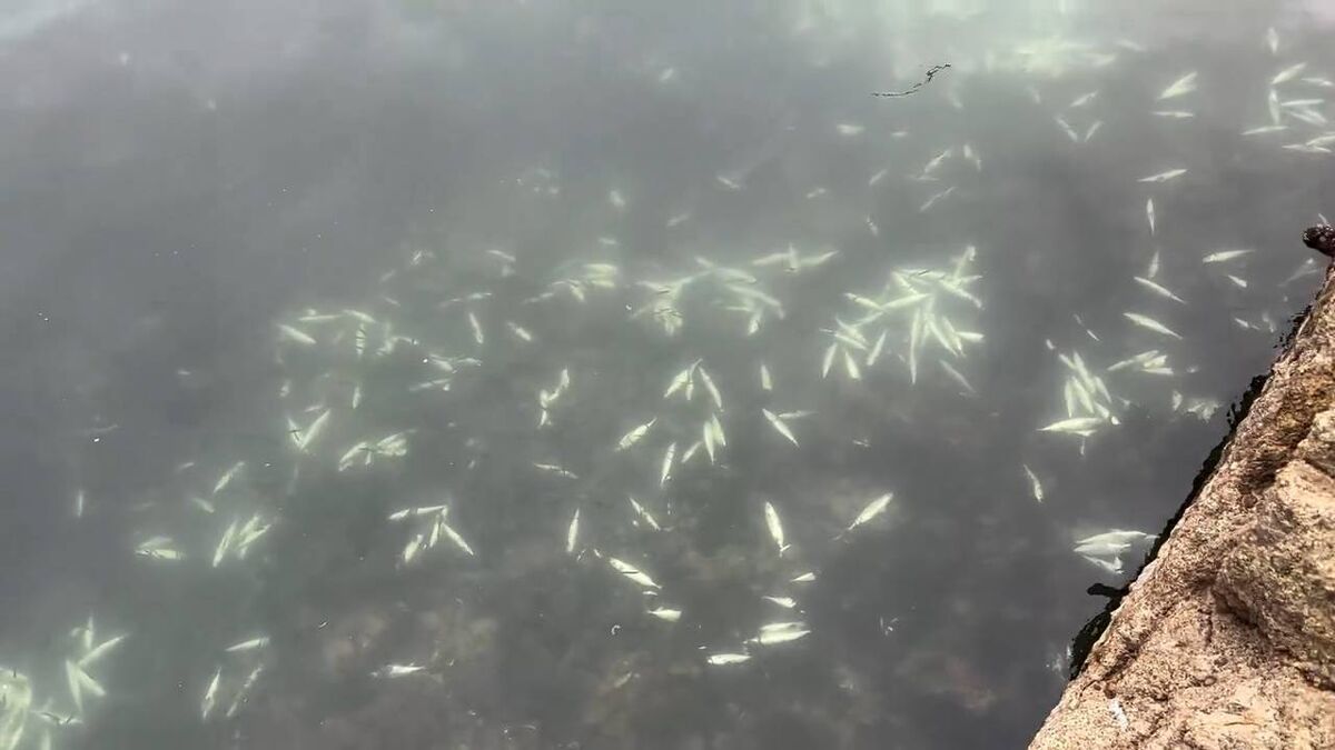 The River Blackwater in Cork, where 32,000 fish were killed.