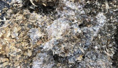 The hidden issue of mycotoxins — and what you can do about them