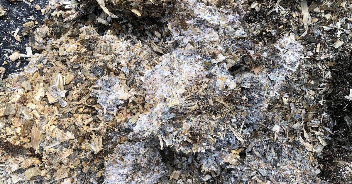 The hidden issue of mycotoxins — and what you can do about them