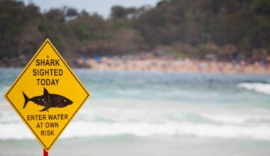 A shark! We're gonna need a bigger bottle of sunscreen