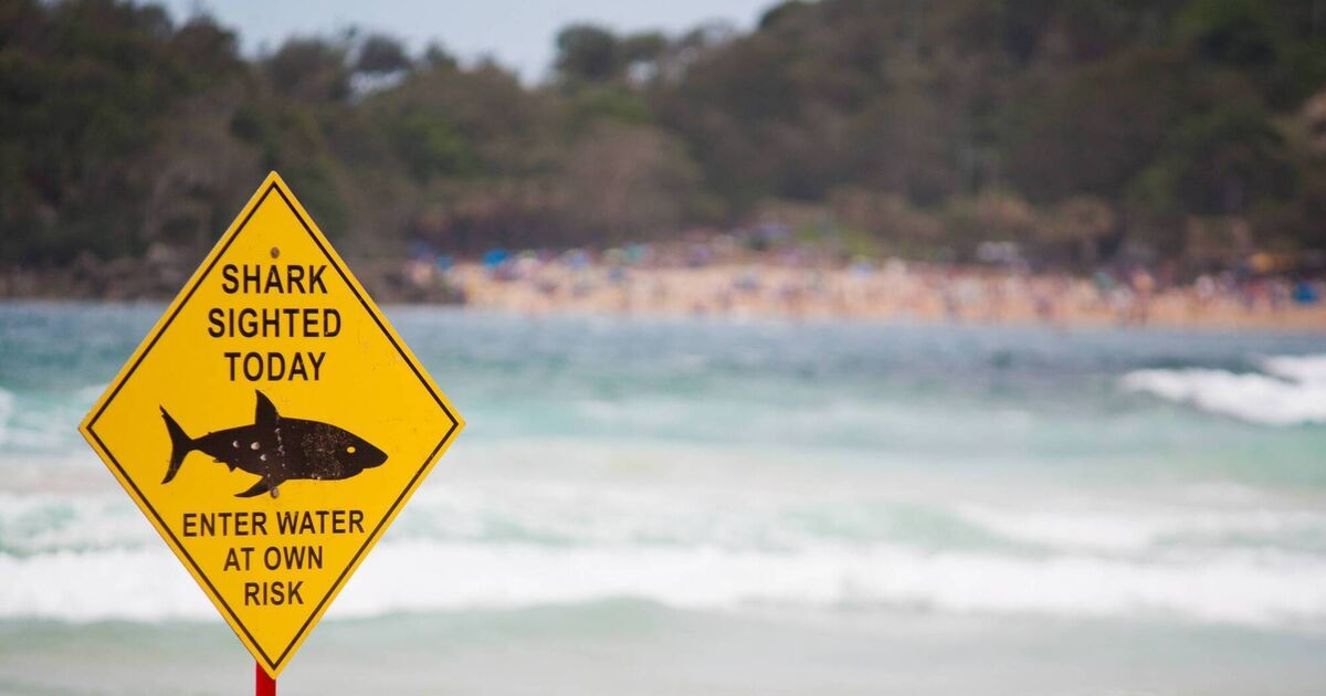 A shark! We're gonna need a bigger bottle of sunscreen