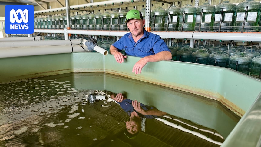 Breeding logs, river repair and restocking keys to endangered Mary River cod's survival