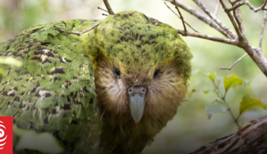 Bumper kākāpō breeding season expected