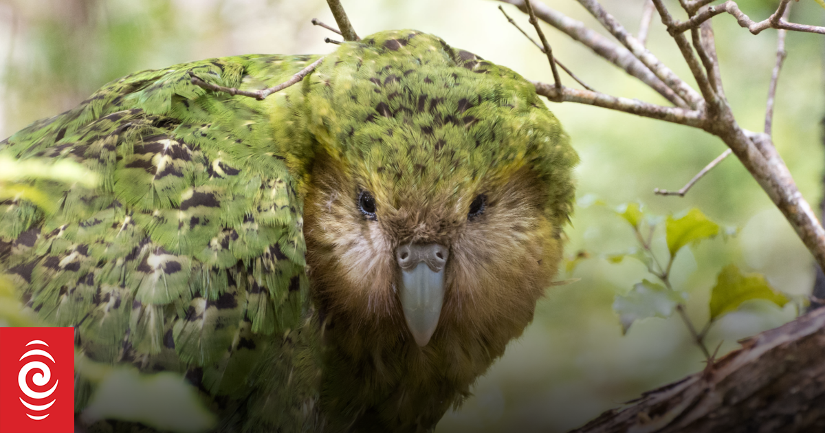 Bumper kākāpō breeding season expected