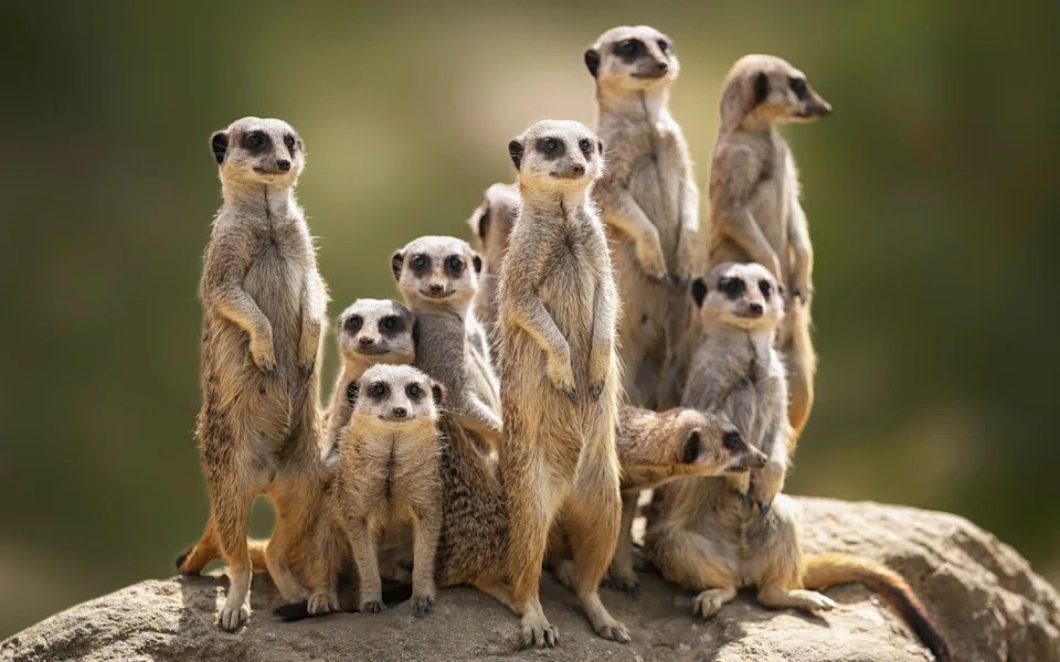 Meerkats