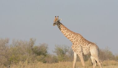 New study splits giraffe experts on future wild captures for zoos