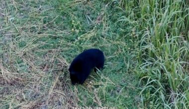 Drones used to locate and drive away bears in Fukushima village