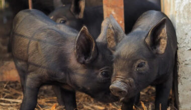 Yahoo lifestyle home