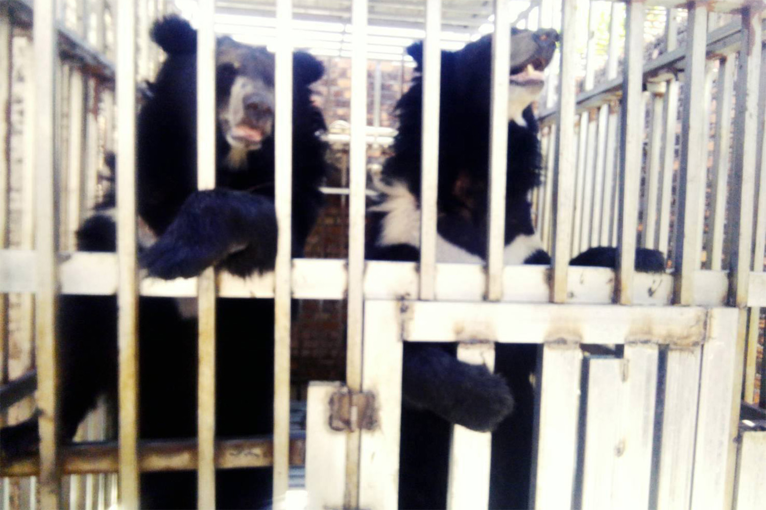 Two black bears caged at a Cambodian casino site opposite Thai Trat border.