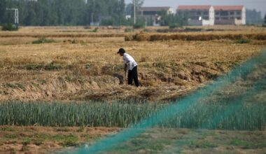 China vows to stabilise grain production, increase soybean oilseed self-sufficiency