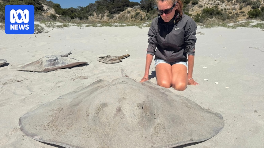Rays and sharks washed up on Kangaroo Island linked to algal bloom