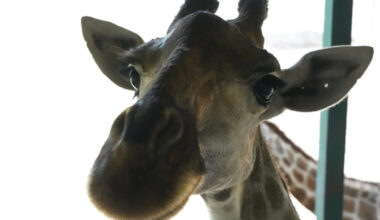 Yahoo lifestyle home