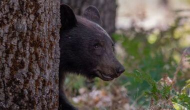 California man to sue over bear who won’t leave his house