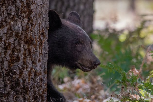 California man to sue over bear who won’t leave his house