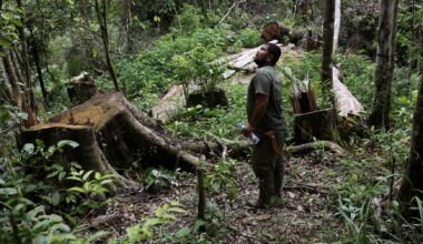 Orangutans at risk as Indonesia floods devastate habitat