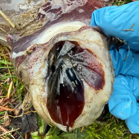 Dr Lauren Smith A person's fingers, clad in protective blue gloves, shows the beak, which is shiny and purple in colour.