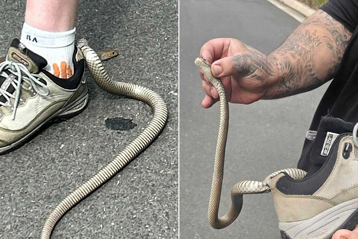 A Woman Thought a Leaf Had Wrapped Around Her Leg During Hike. It Turned Out to be a Deadly Snake Latched onto Her Sneaker