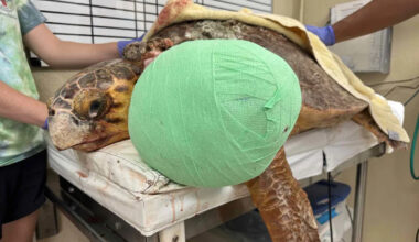 Sea Turtle Weighed Down by a 10-Lb. Life-Threatening Tumor Returns to the Ocean After Rescue