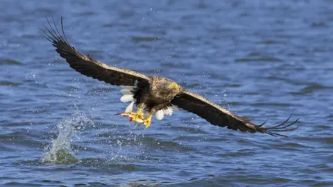 Getty Images A white-tailed eagle has a small fish in its claws as it flies above the water, moments after catching it.