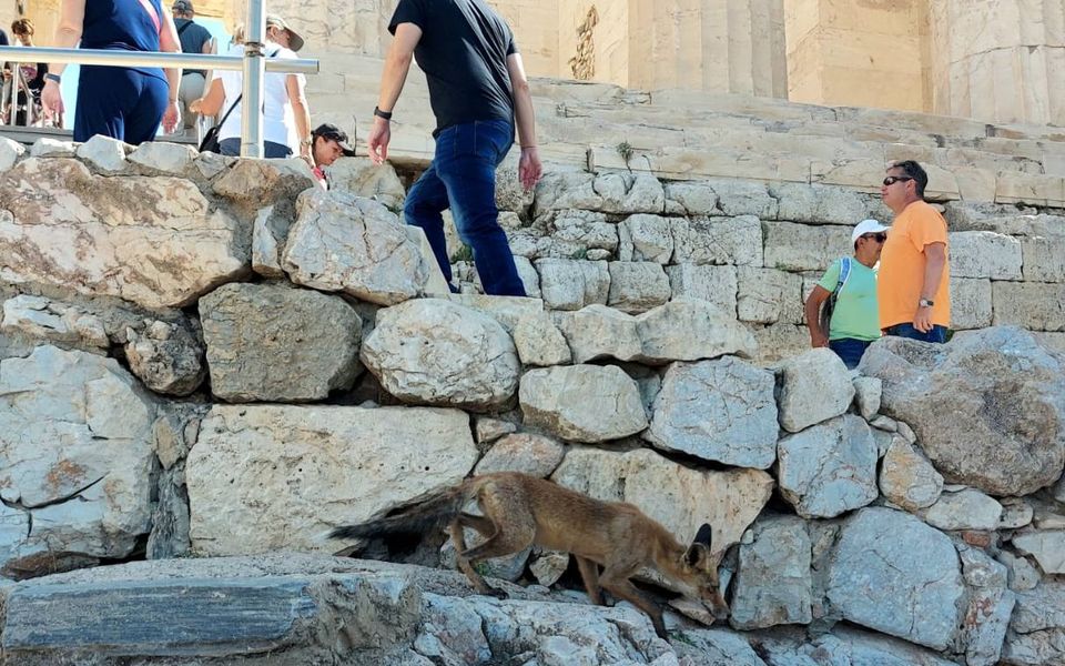 Wildlife increasingly wandering into cities