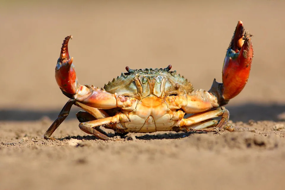 Getty Crab (stock image)