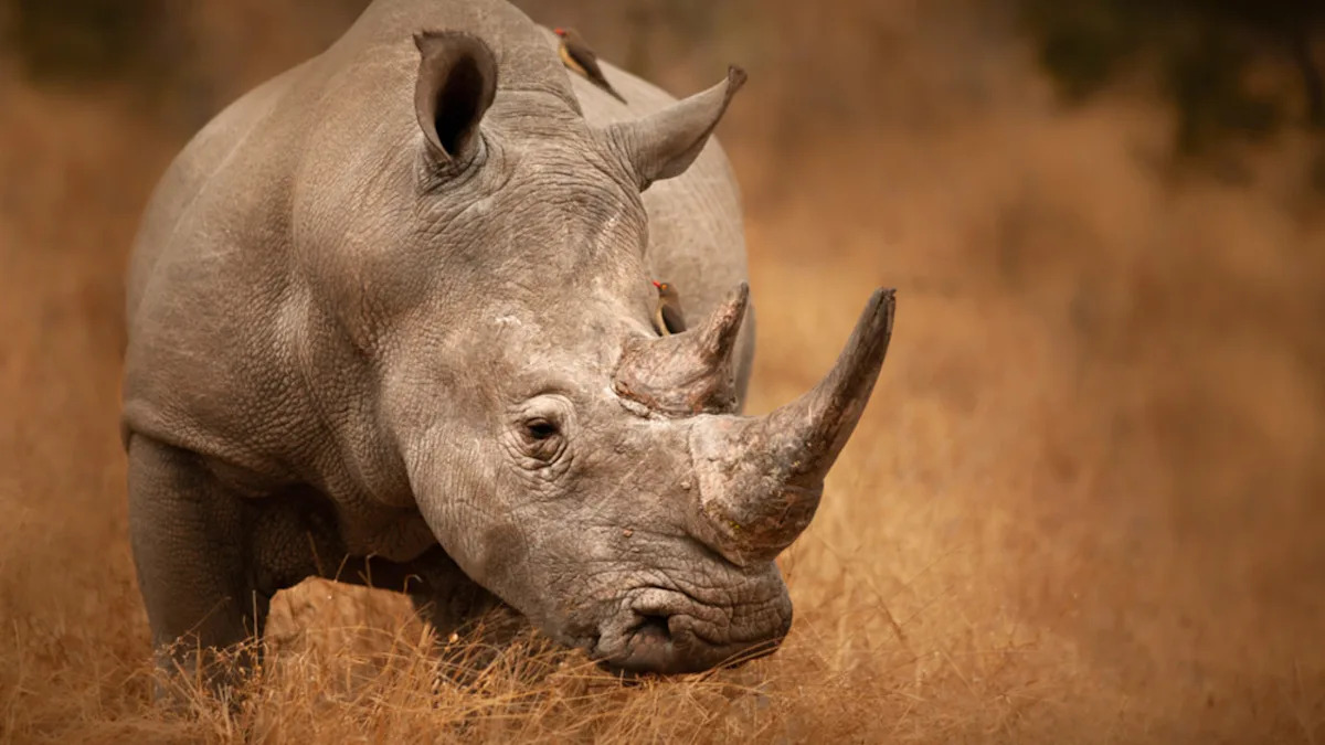Musician Sings to Rhinos and Gets the Coolest Surprise