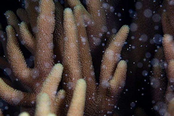 Eggs and sperm float through coral with a one-in-a-million chance of fertilisation.