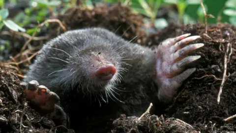 Getty Images A mole, its fur black and shiny and with large clawed feet, appears from a hole in the ground.