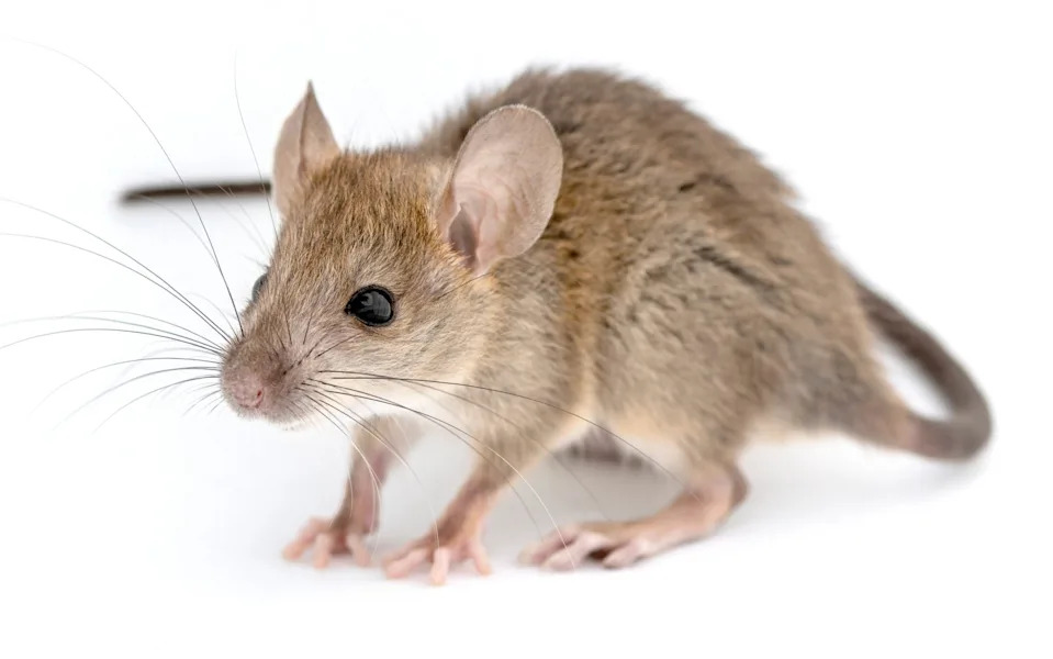 California deermouse