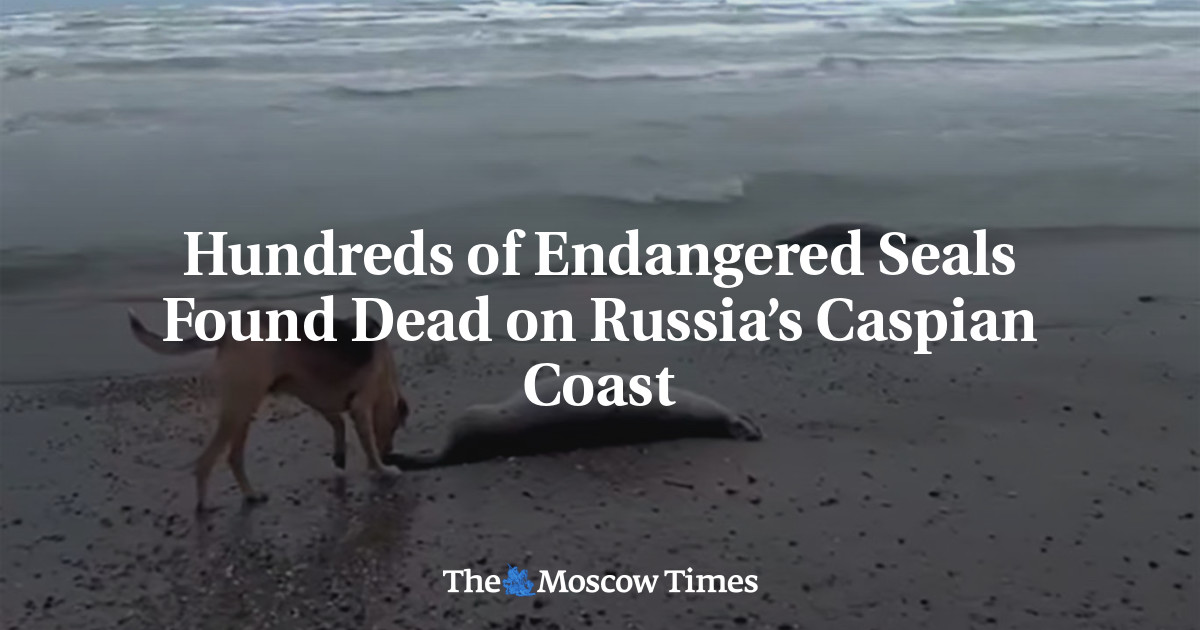 Hundreds of Endangered Seals Found Dead on Russia’s Caspian Coast
