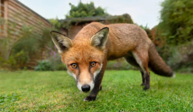 Yahoo lifestyle home