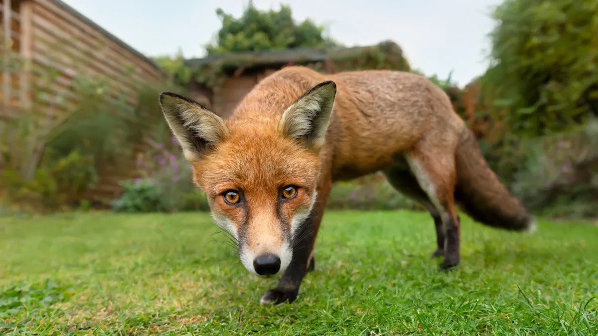 Yahoo lifestyle home