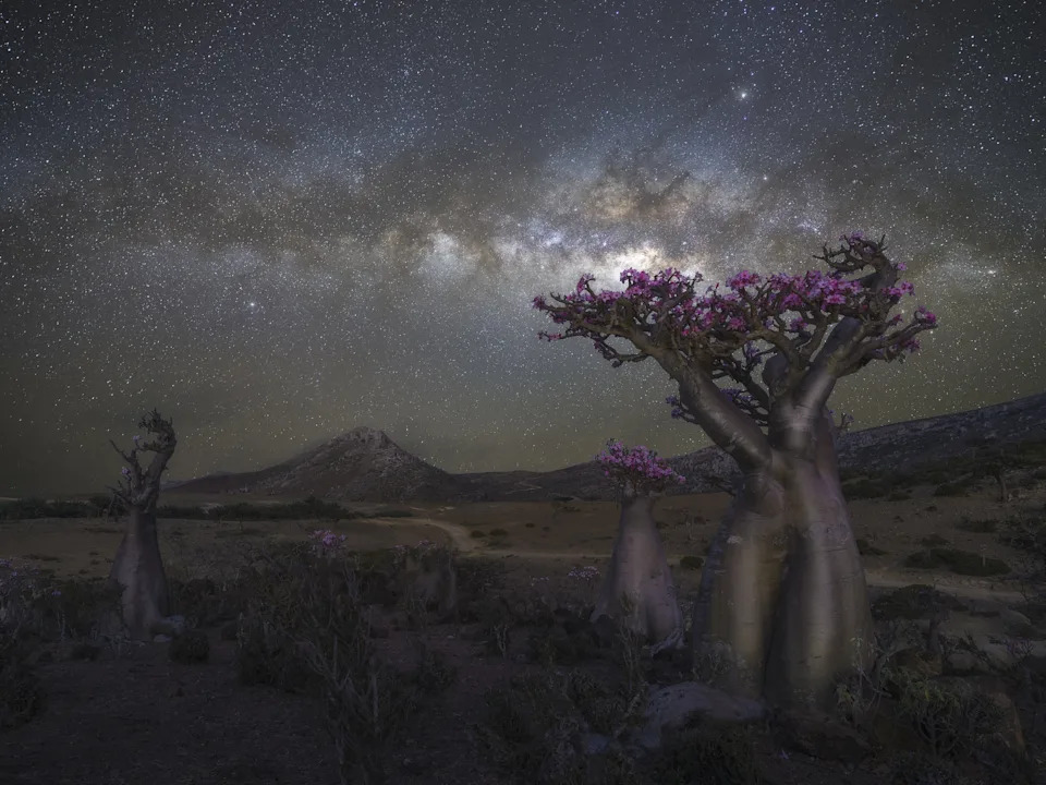 milky way and starry night above purple-flowered trees