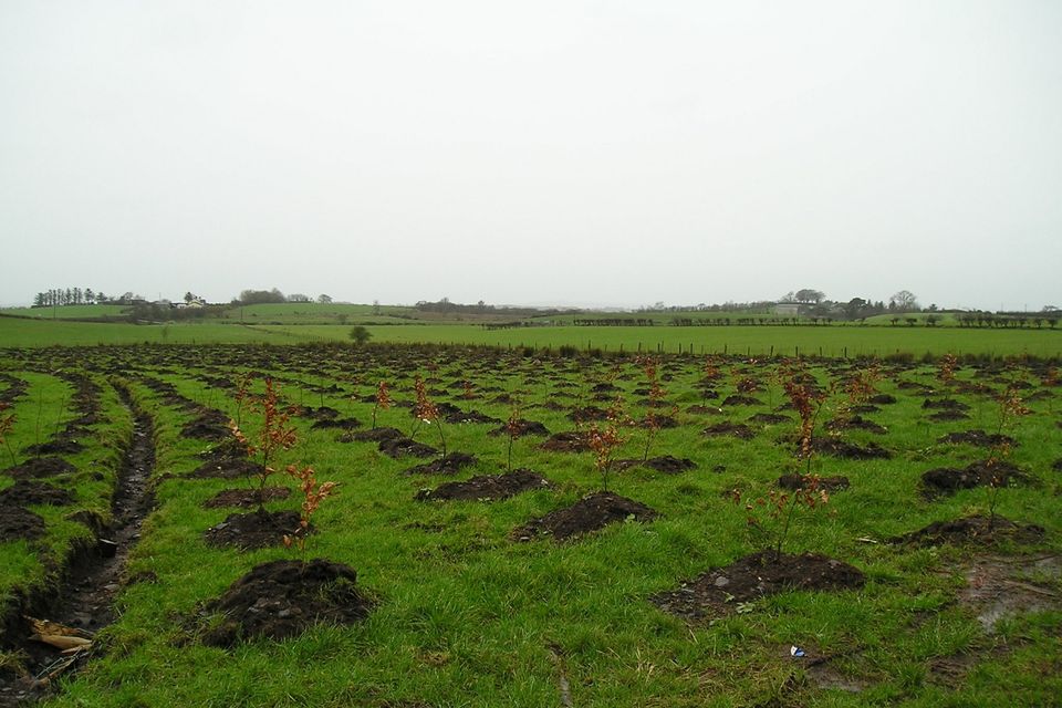 'Research has found that while farmers generally express a willingness to adopt Small-Scale Afforestation Measures (SSAMs), social pressure and community approval significantly reduce the likelihood of their uptake'