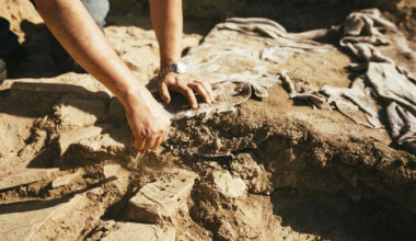 Rare 520-Million-Year-Old Fossil Found with Internal Organs Intact: 'My Jaw Just Dropped'