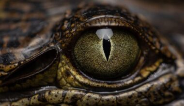 A Newly Discovered Species Just Surfaced In Papua New Guinea