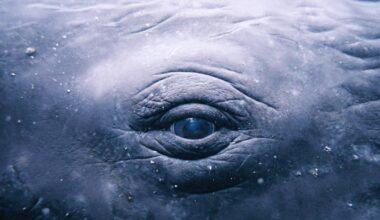 How whales became the poets of the ocean